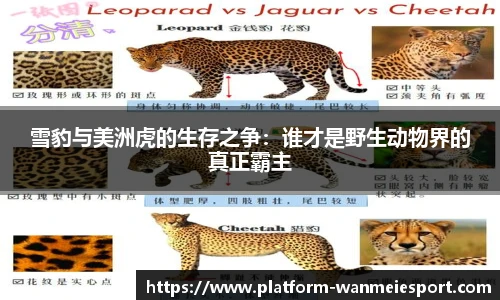 雪豹与美洲虎的生存之争：谁才是野生动物界的真正霸主